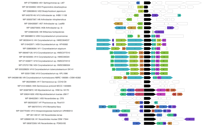GCF_accession_output_treeOrder_flankgenes copy